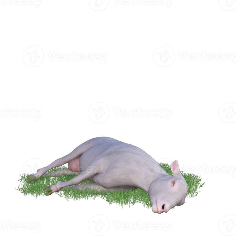 Sheep isolated 3d rendering png