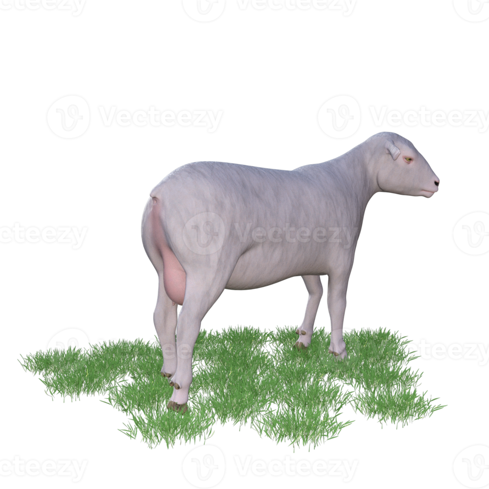 Sheep isolated 3d rendering png