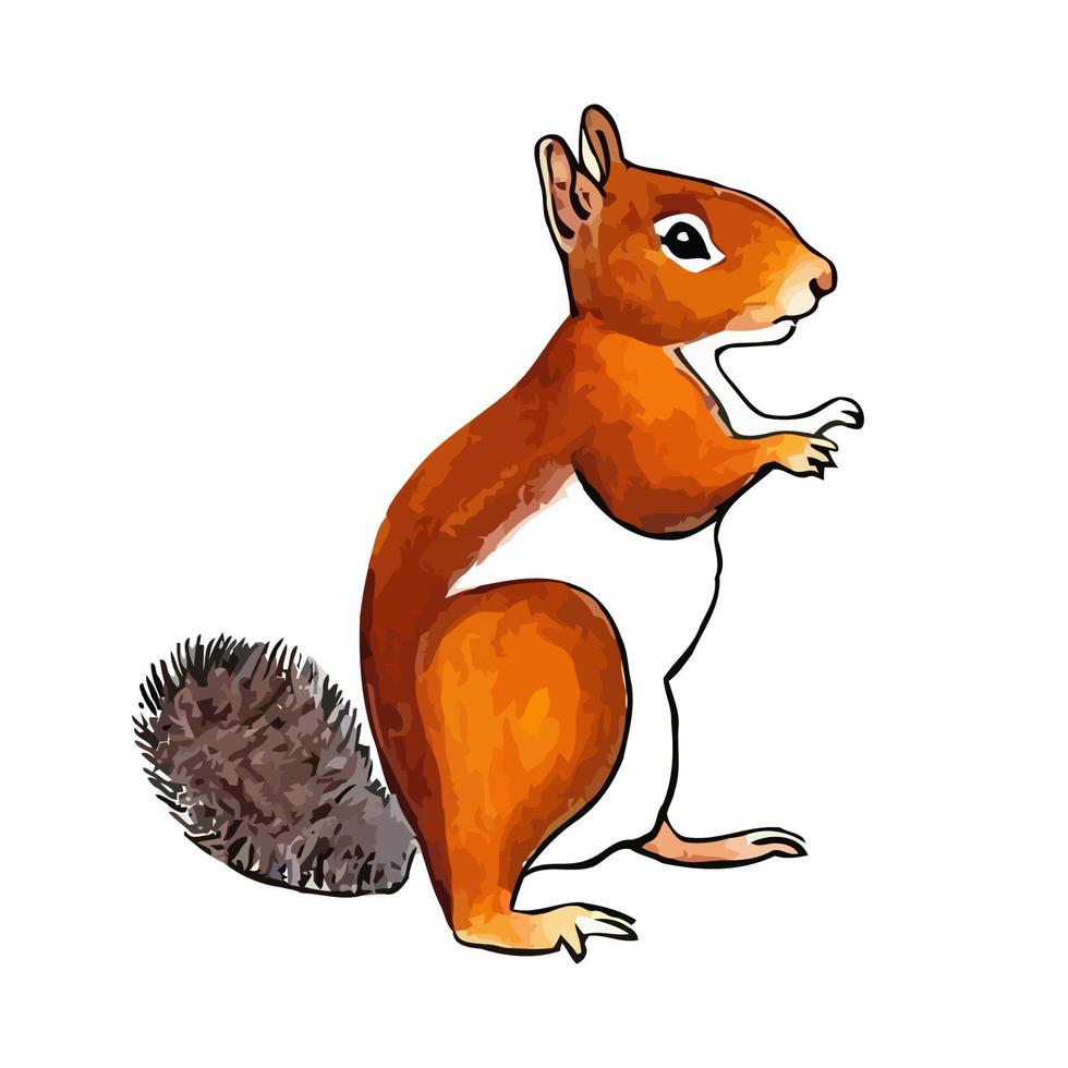 Brown Watercolor Squirrel vector