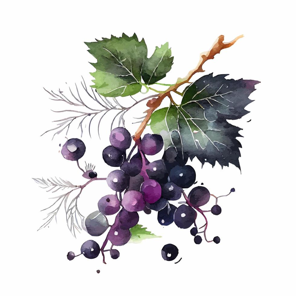 Cute Watercolor Branch of Black Currant vector