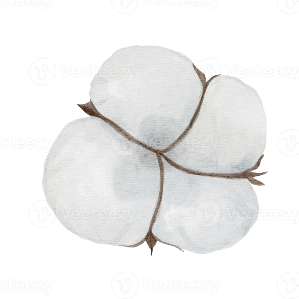 set of watercolor cotton plant isolated on transparency background png