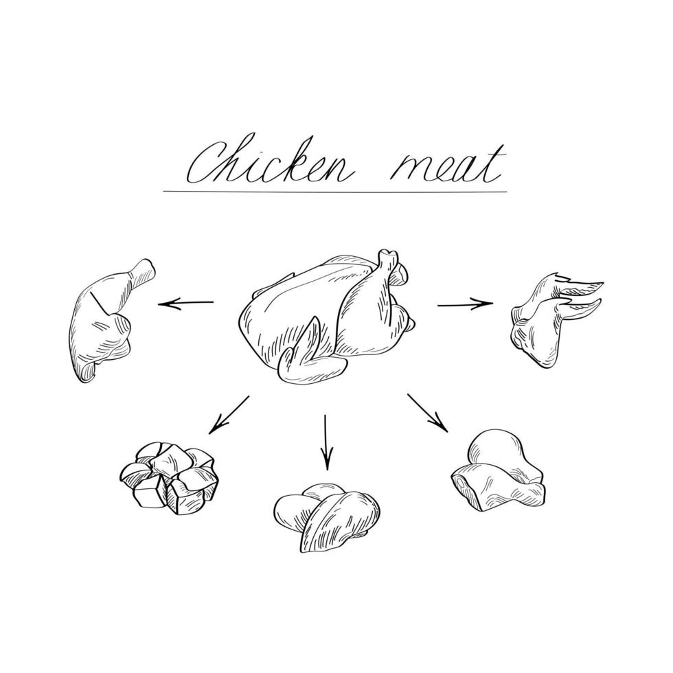 Chicken meat. Vector illustration in sketch style.