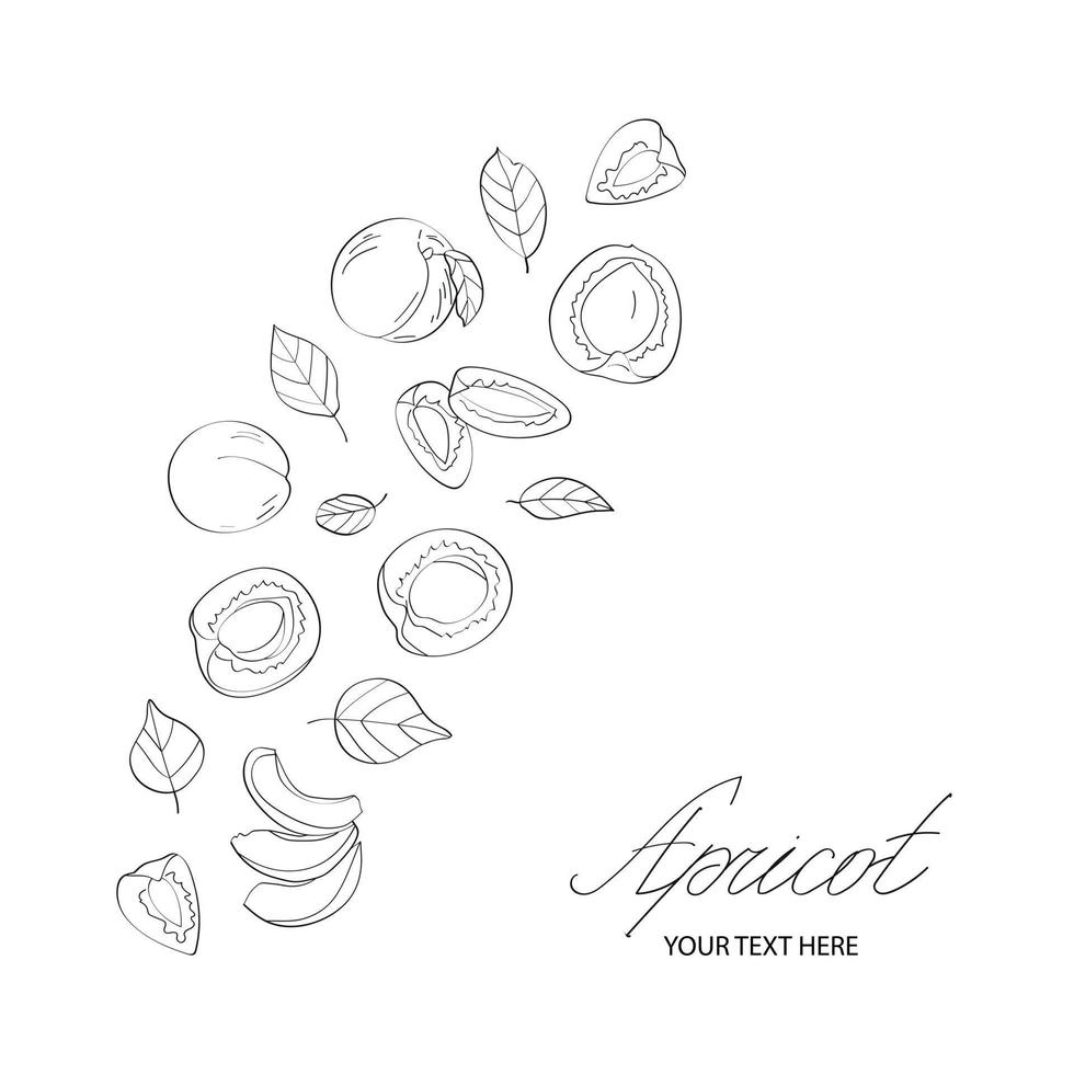 Apricot set. Vector illustration in sketch style.