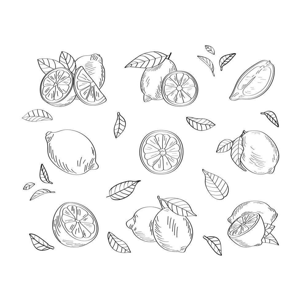 Lemon pattern. Vector illustration isolated on white background.
