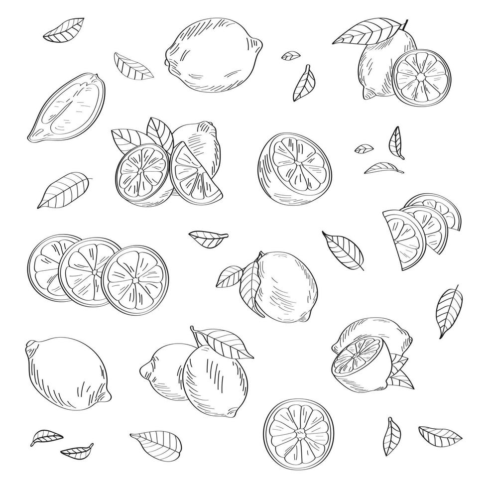 Lemon pattern. Vector illustration isolated on white background.