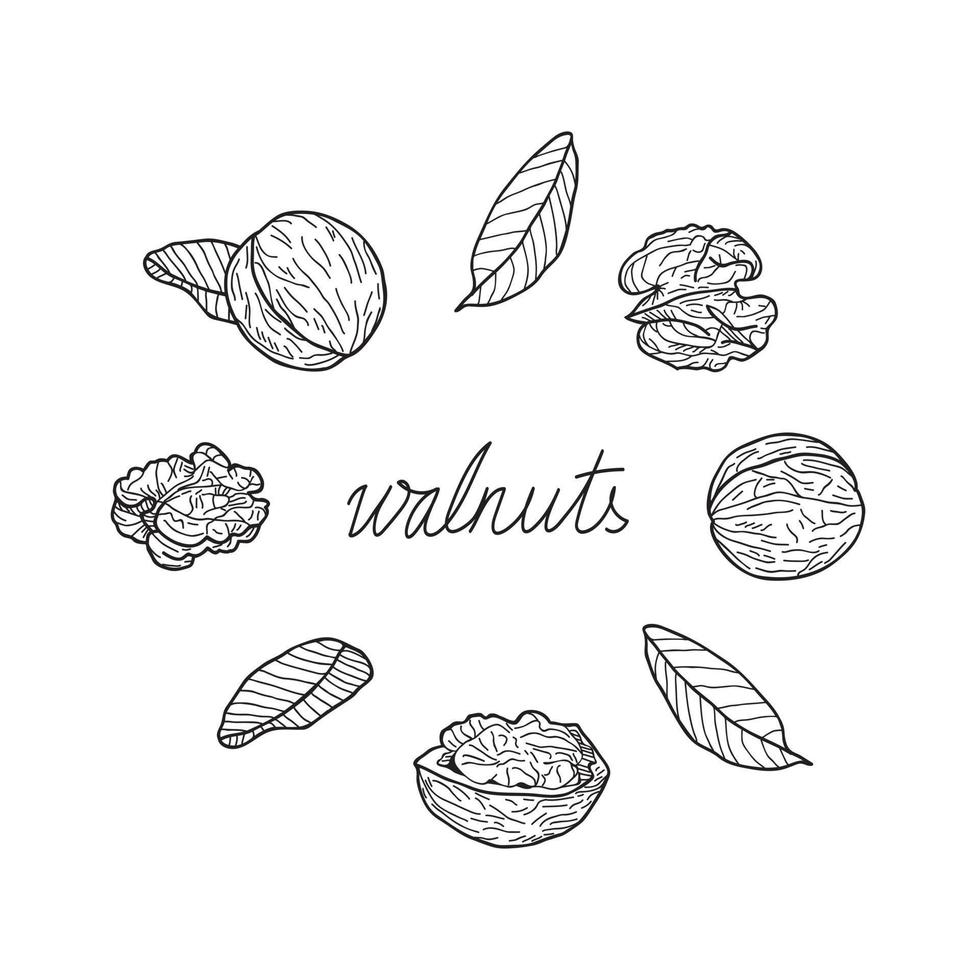 conjunto de nueces sobre un fondo blanco. ilustración vectorial dibujada a mano. vector