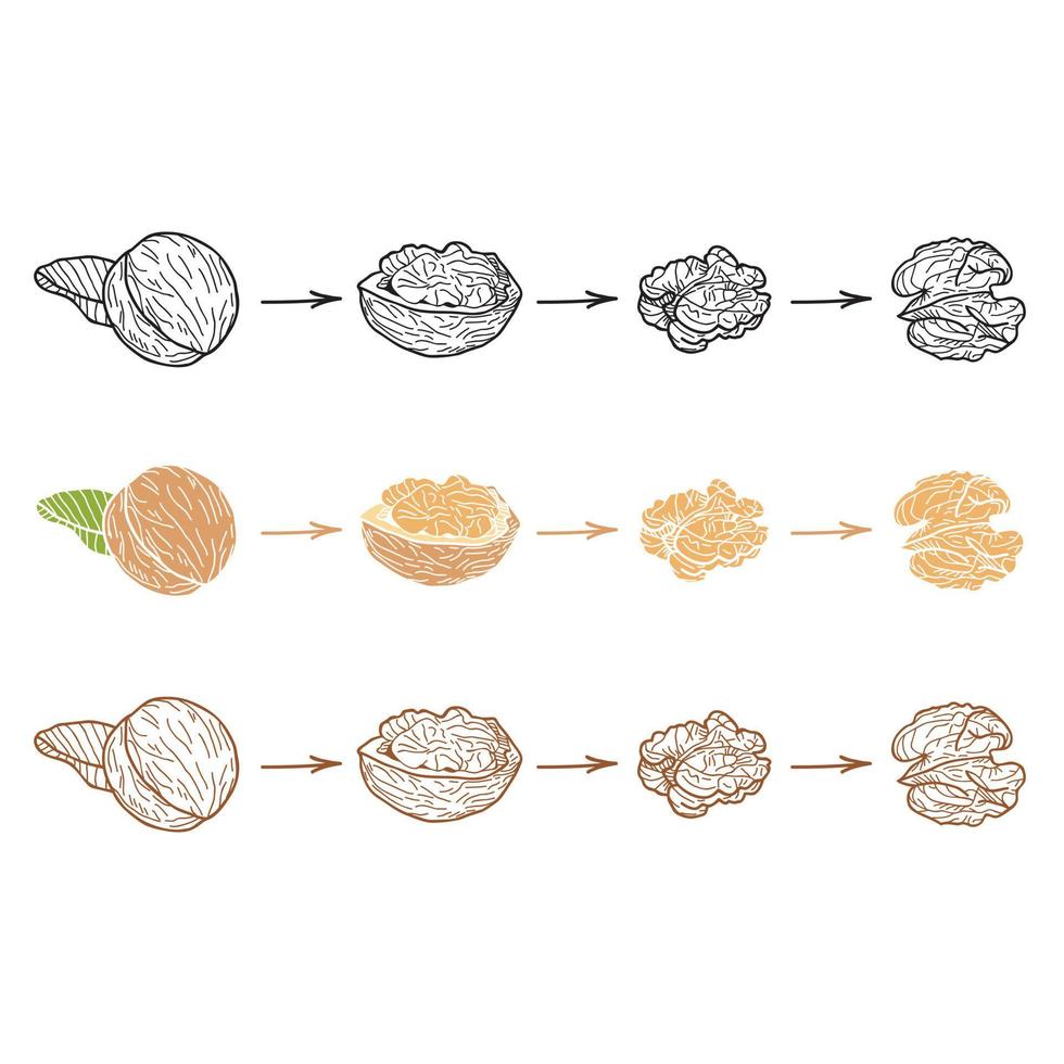 Set of walnuts on a white background. Hand-drawn vector illustration.