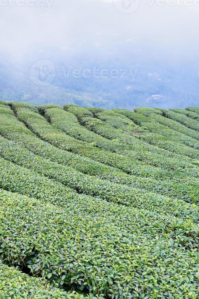 hermosa escena de filas de jardín de cultivos de té verde con cielo azul y nubes, concepto de diseño para el fondo del producto de té fresco, espacio de copia. foto