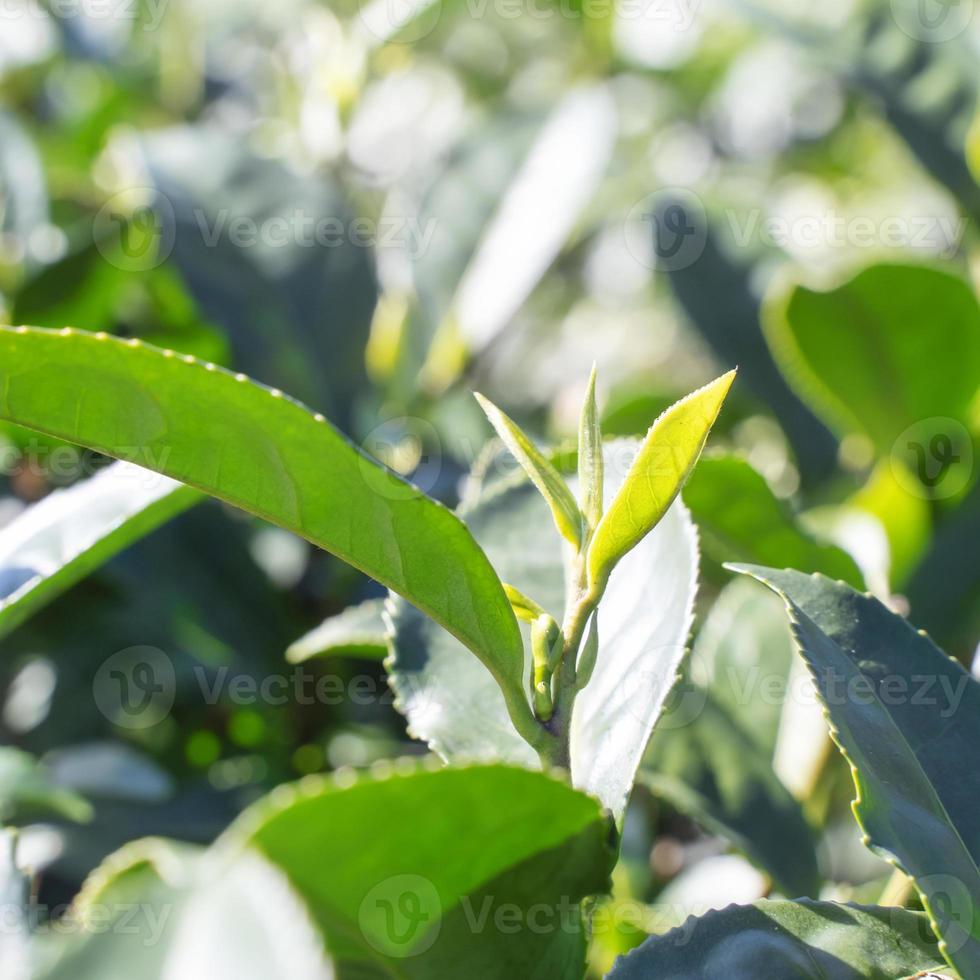 Beautiful green tea crop garden rows scene with blue sky and cloud, design concept for the fresh tea product background, copy space. photo