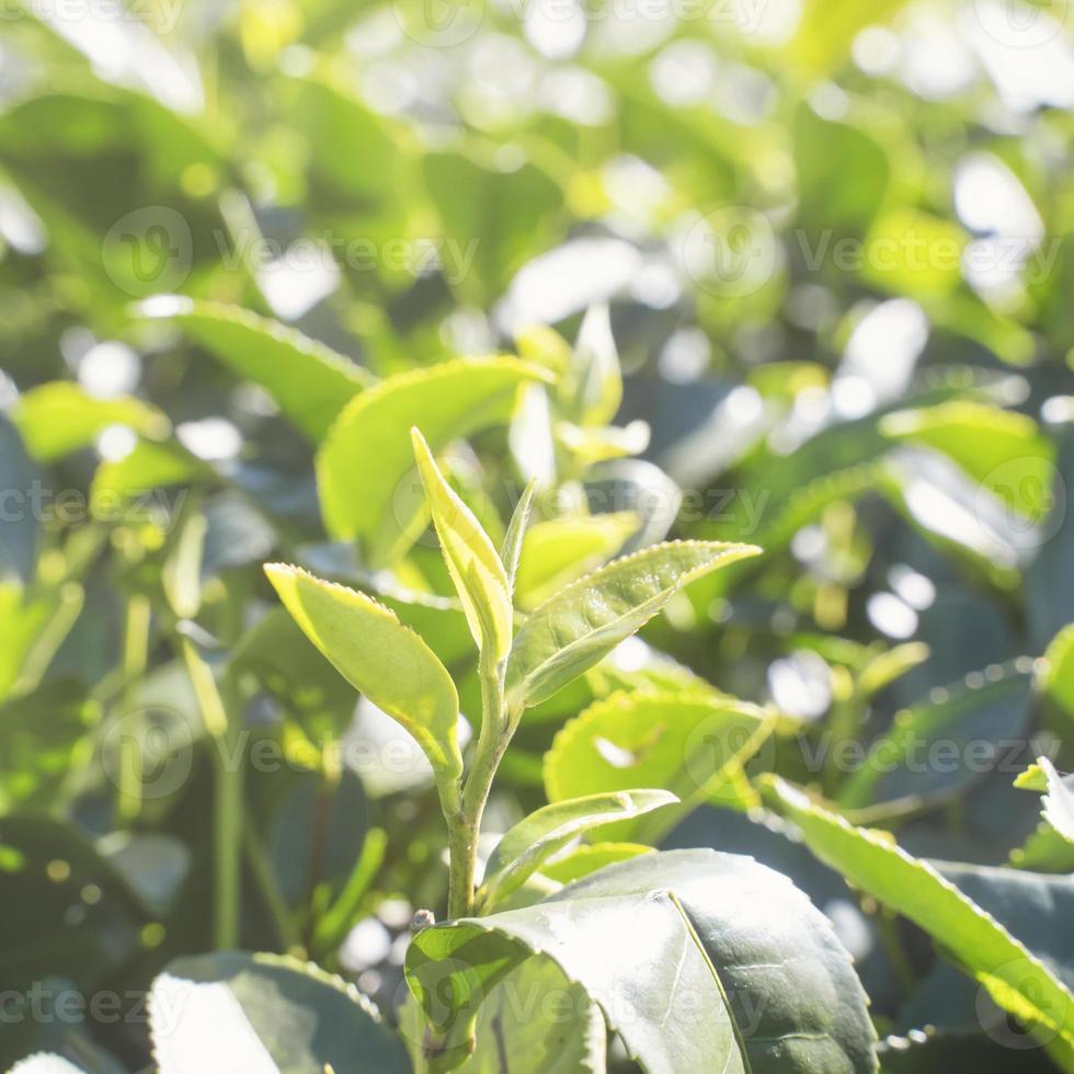 Beautiful green tea crop garden rows scene with blue sky and cloud, design concept for the fresh tea product background, copy space. photo