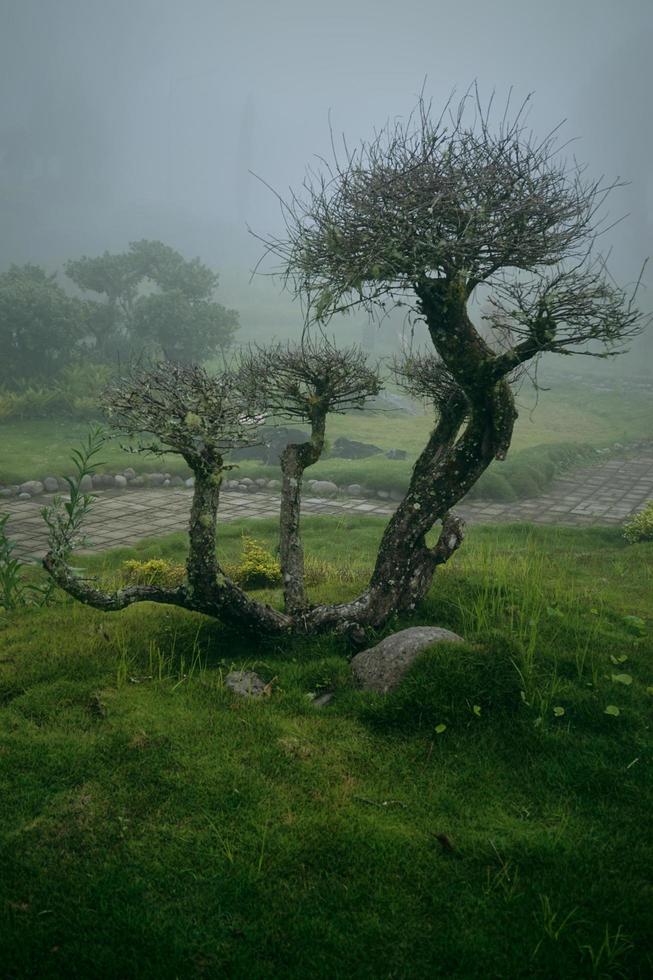 Beautiful curved big Bonsai tree in a flower the garden against the background of a foggy garden. Aesthetic and artistic big bonsai for inspiration of decorating garden. photo