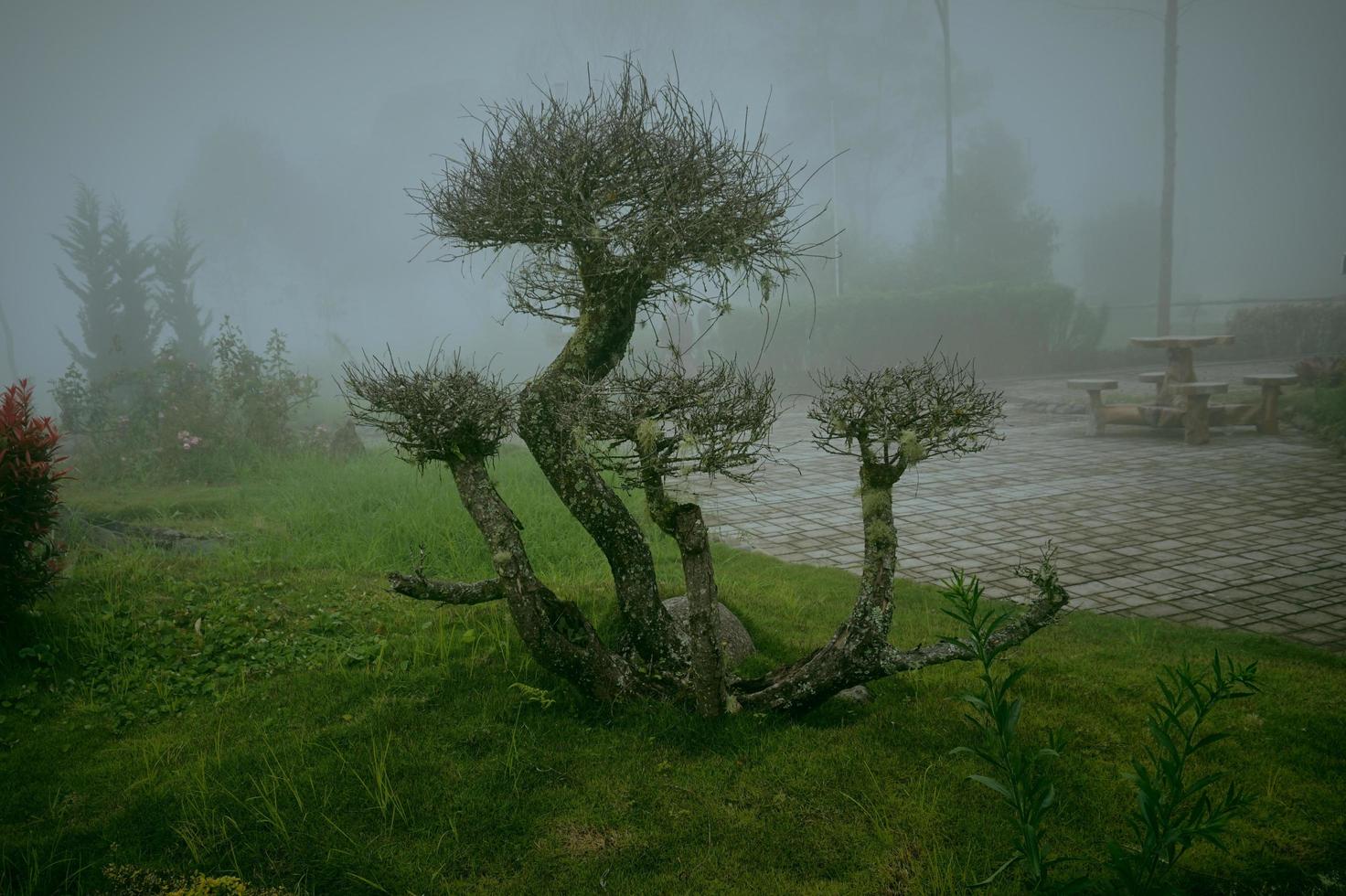 hermoso árbol de bonsái grande y curvo en una flor el jardín contra el fondo de un jardín de niebla. Gran bonsái estético y artístico como inspiración para decorar el jardín. foto