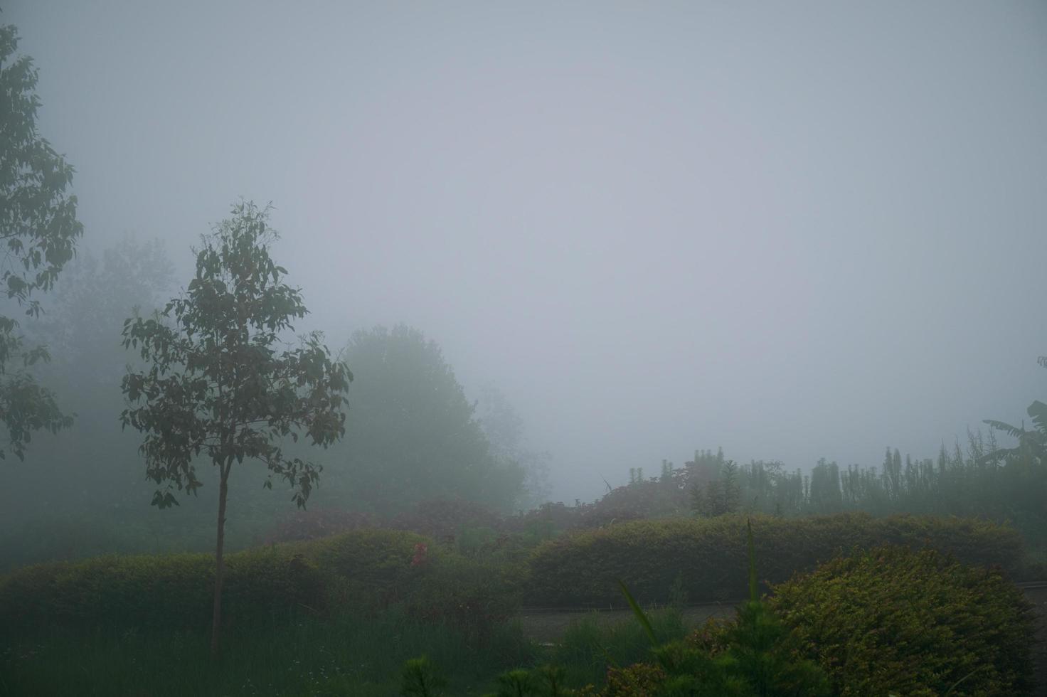 Forest in fog with mist. Fairy spooky looking woods in a misty day. Cold foggy morning in horror forest with trees photo