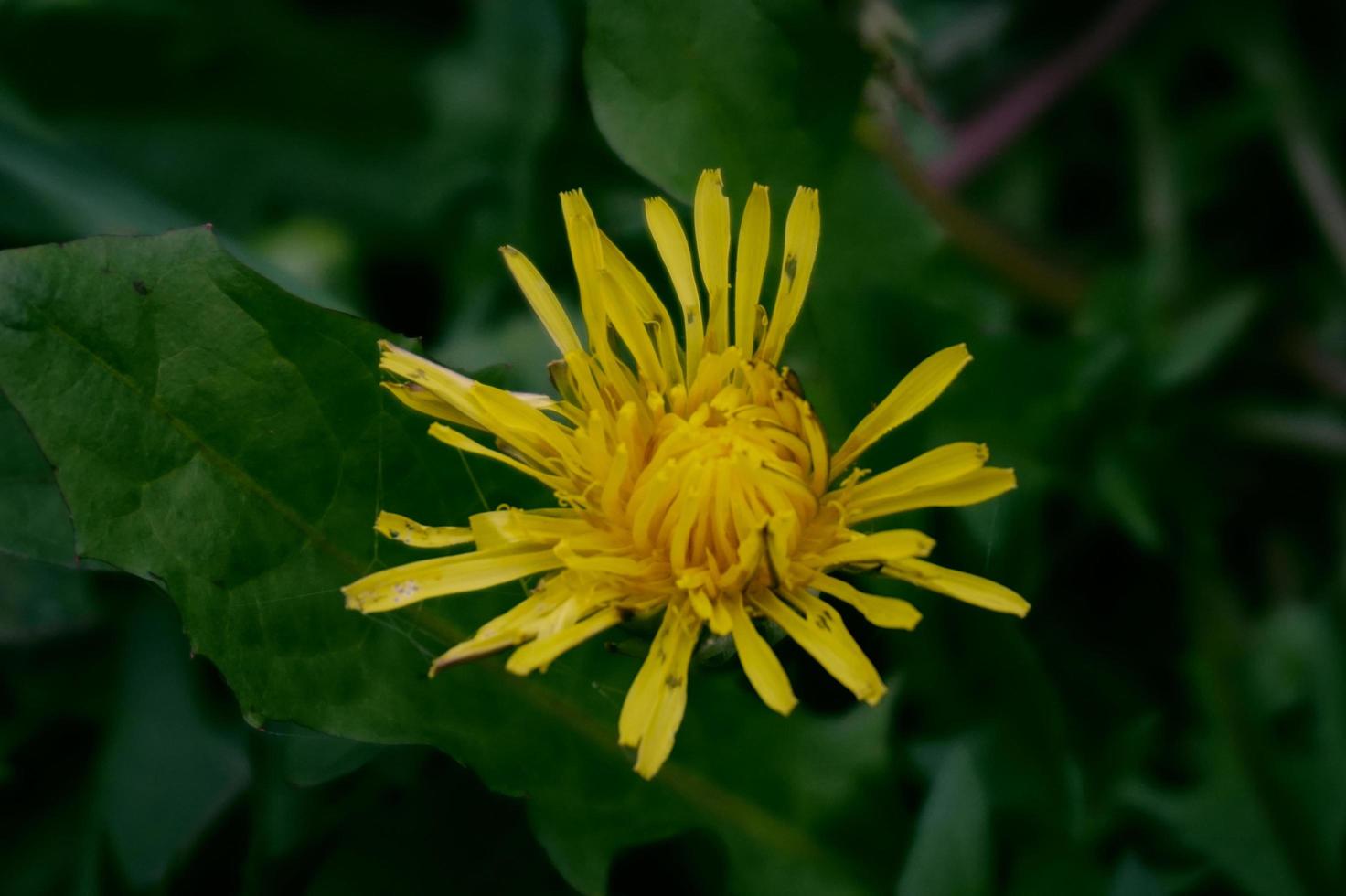 Close up photo of yellow dandelion flower that blooming in the garden