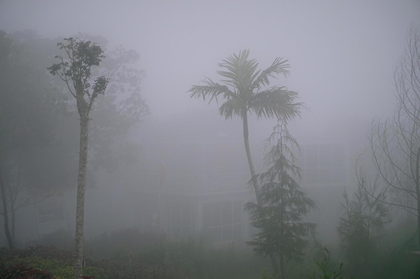 bosque en niebla con niebla. bosque de aspecto espeluznante de hadas en un día brumoso. mañana fría y nublada en un bosque de terror con árboles foto