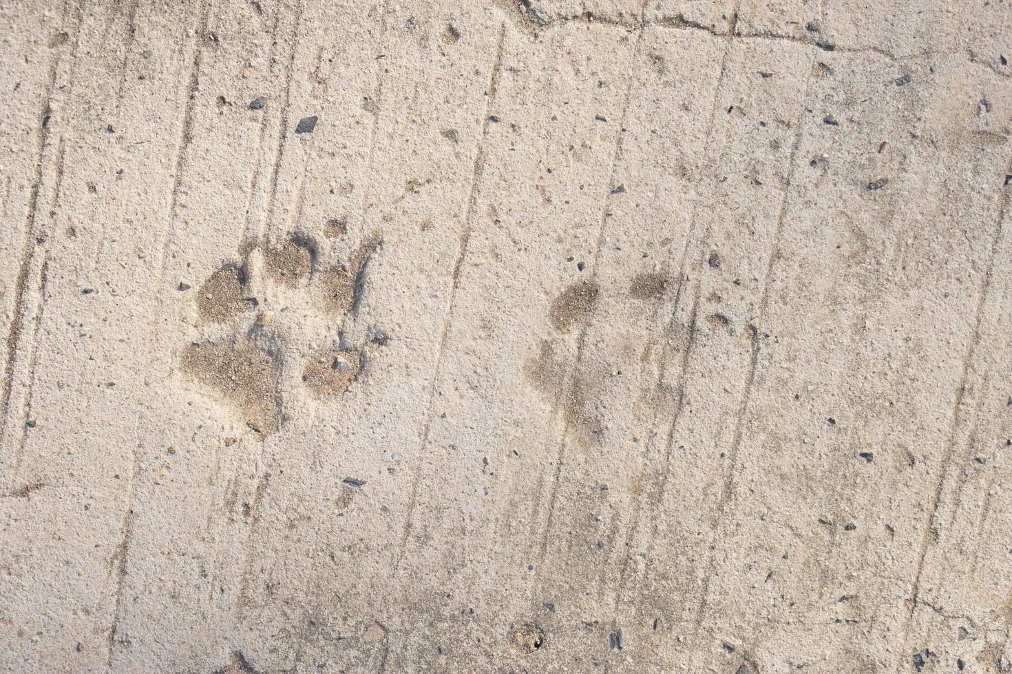 dog footprints background on cement floor photo