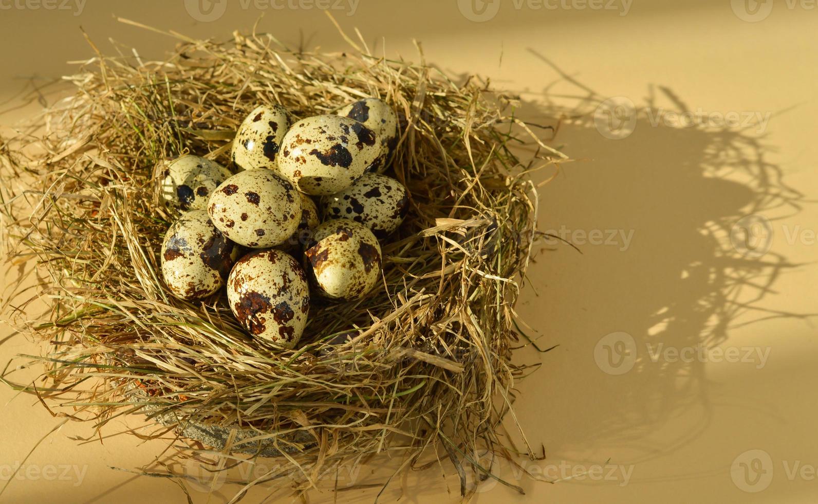 Spring Easter greeting card with quail eggs in a nest on a beige background. Healthy food. photo