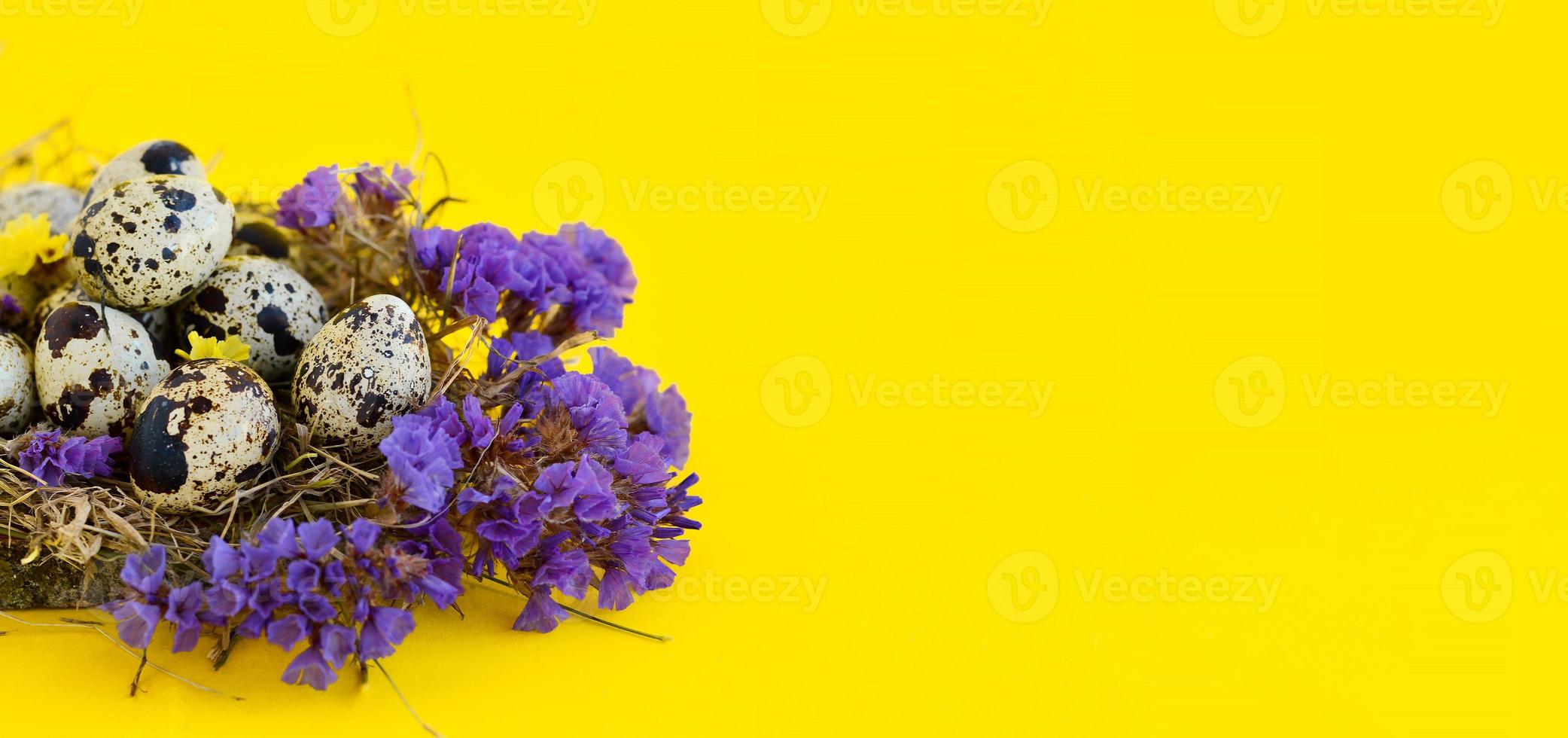 Banner spring Easter greeting card with quail eggs whith flowers in a nest on a yellow background. Healthy food. photo