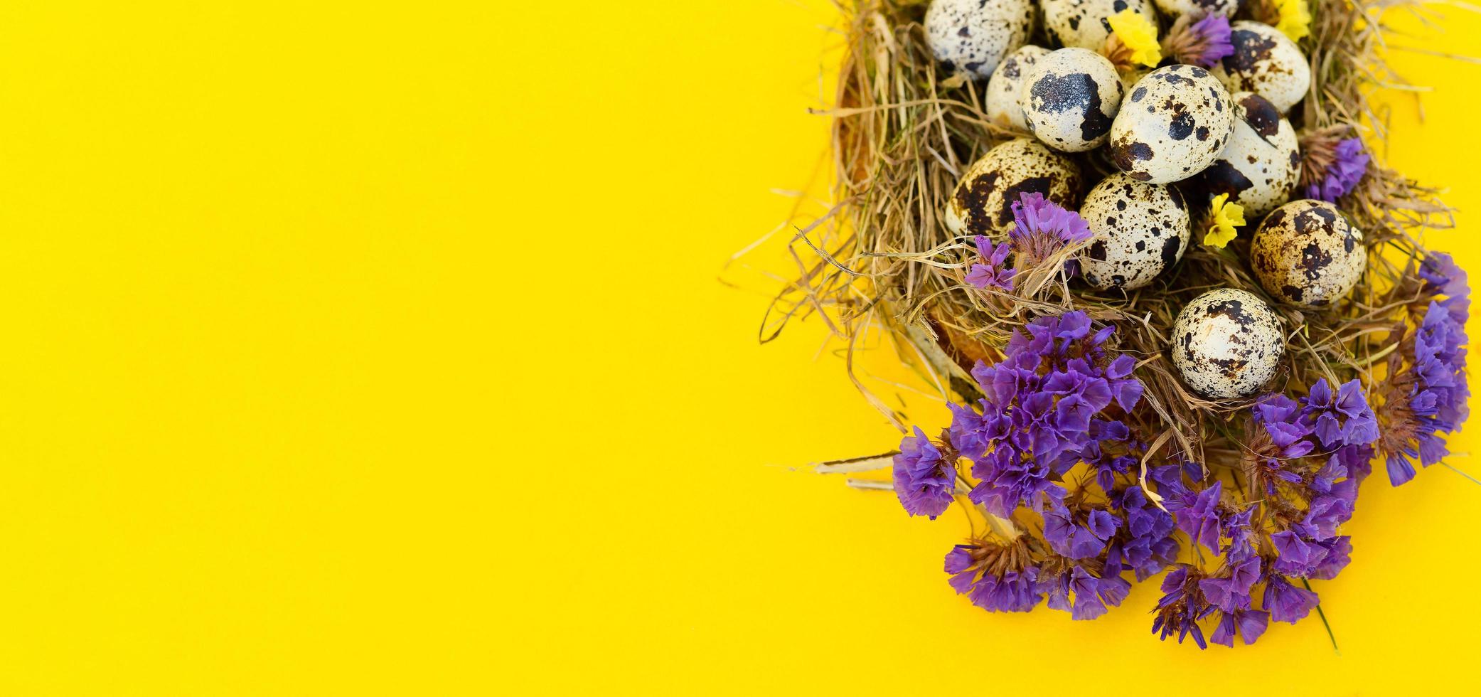 Banner spring Easter greeting card with quail eggs whith flowers in a nest on a yellow background. Healthy food. photo