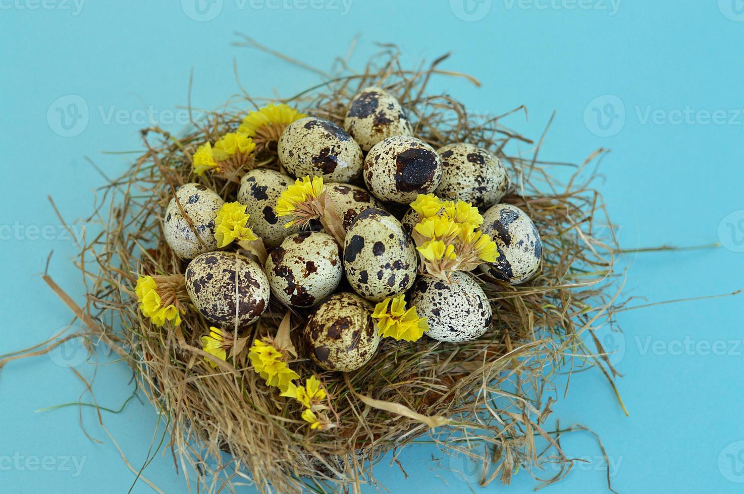 Spring Easter greeting card with quail eggs in a nest on a blue background. Healthy food. photo