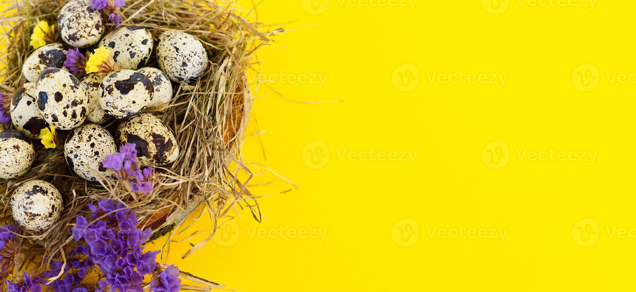 Spring Easter greeting card with quail eggs whith flowers in a nest on a yellow background. Healthy food. photo