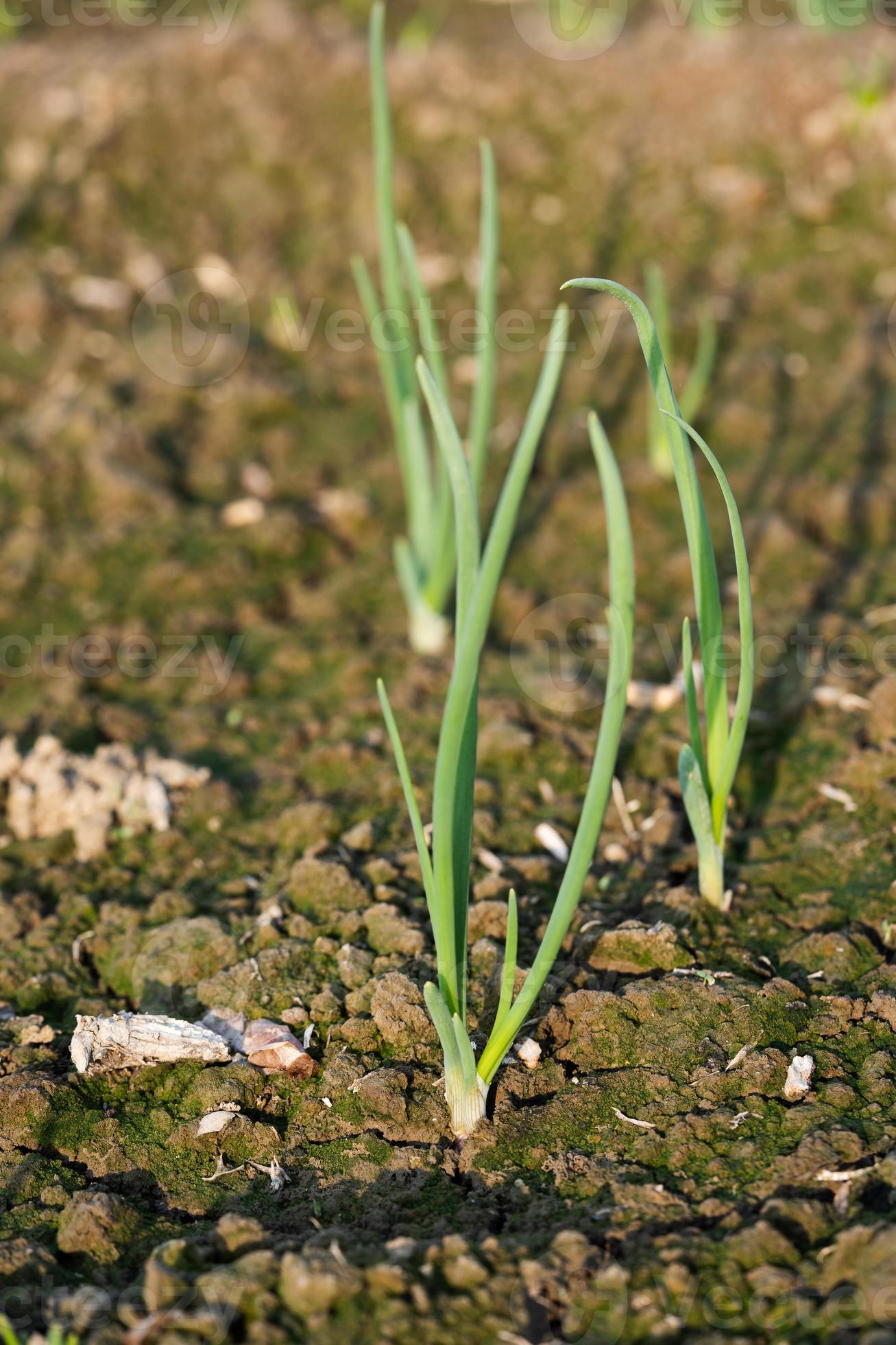closeup of growing onion plantation in the vegetable garden 17400165
