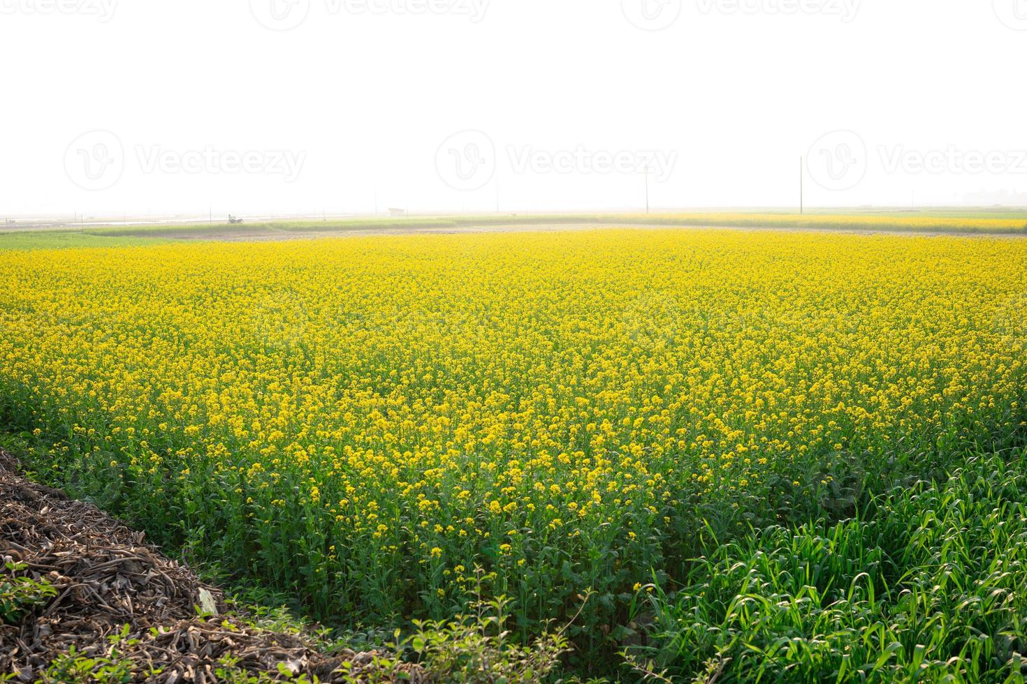 The mustard flower field is full of blooming. photo