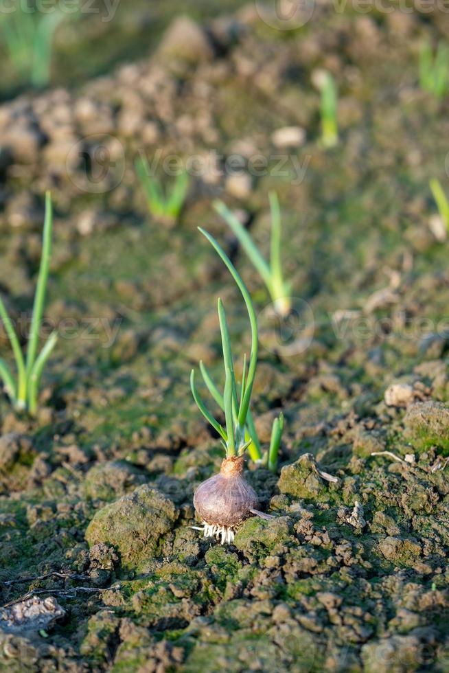 close-up of growing onion plantation in the vegetable garden photo