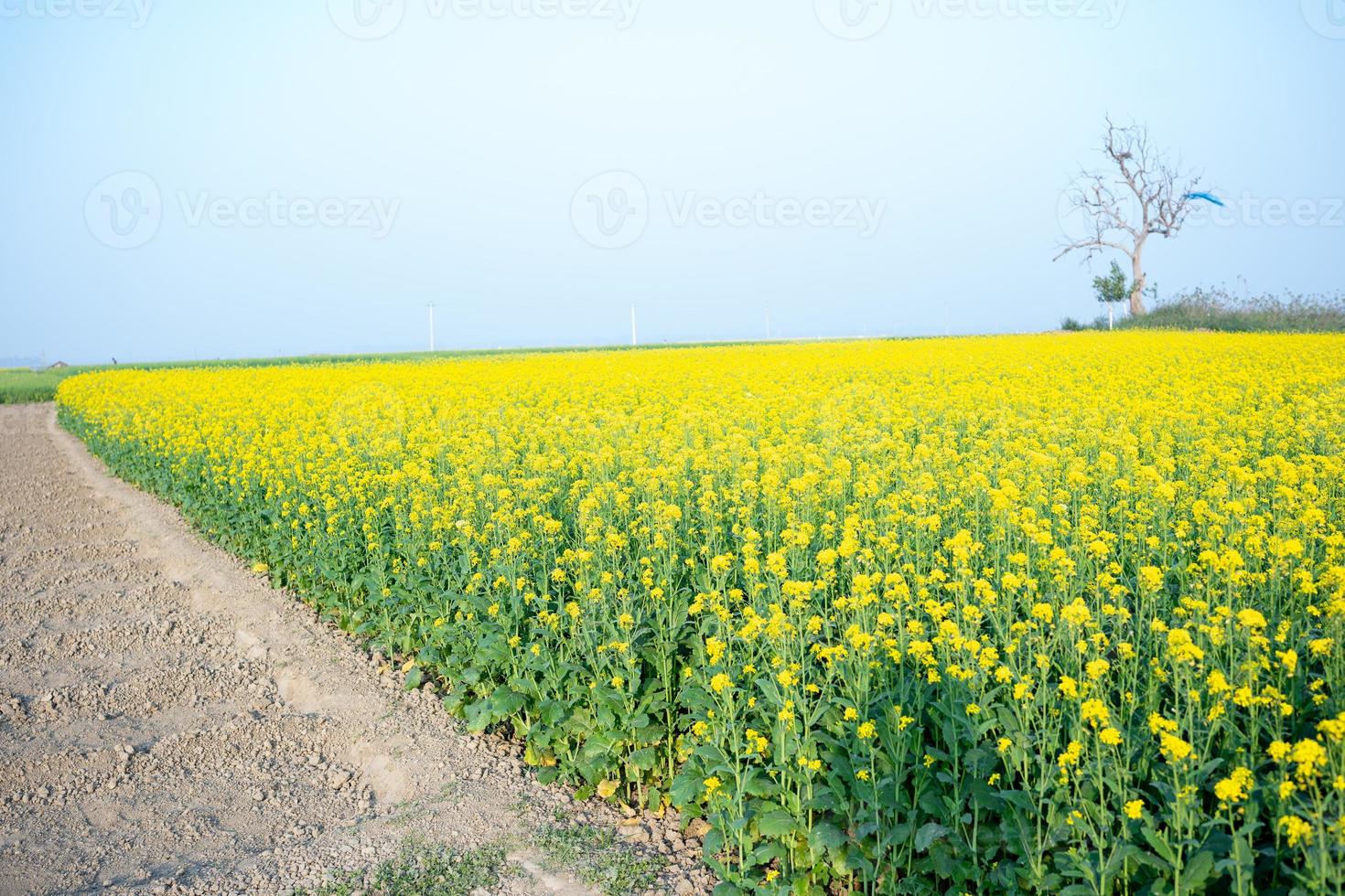 el campo de flores de mostaza está lleno de flores. foto