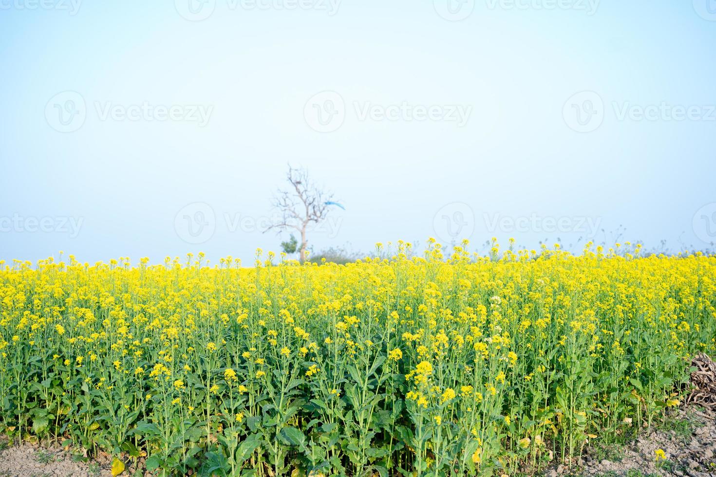 el campo de flores de mostaza está lleno de flores. foto