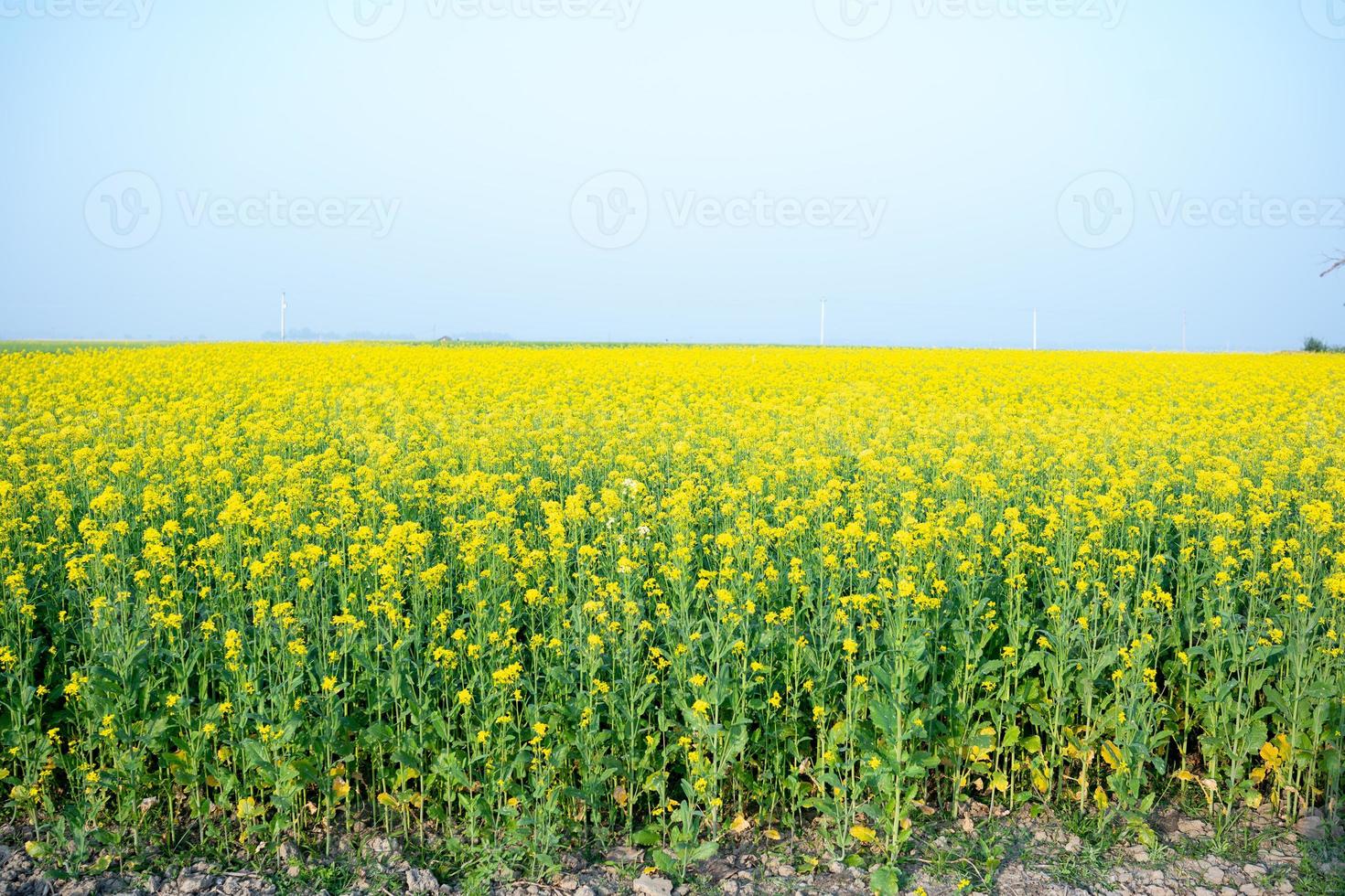 The mustard flower field is full of blooming. photo