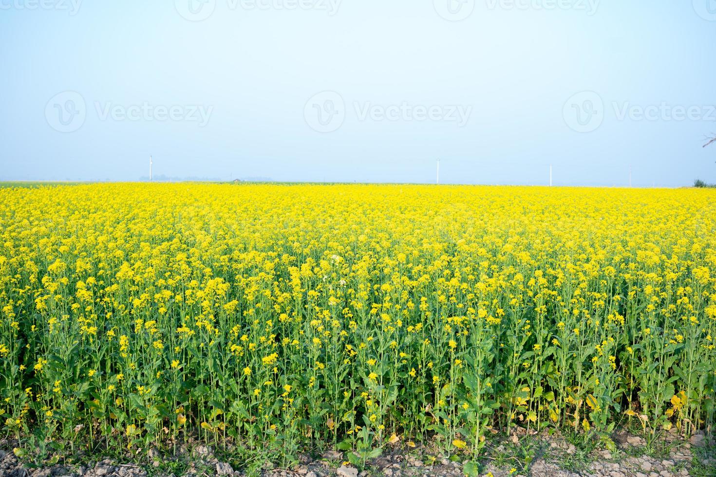 el campo de flores de mostaza está lleno de flores. foto