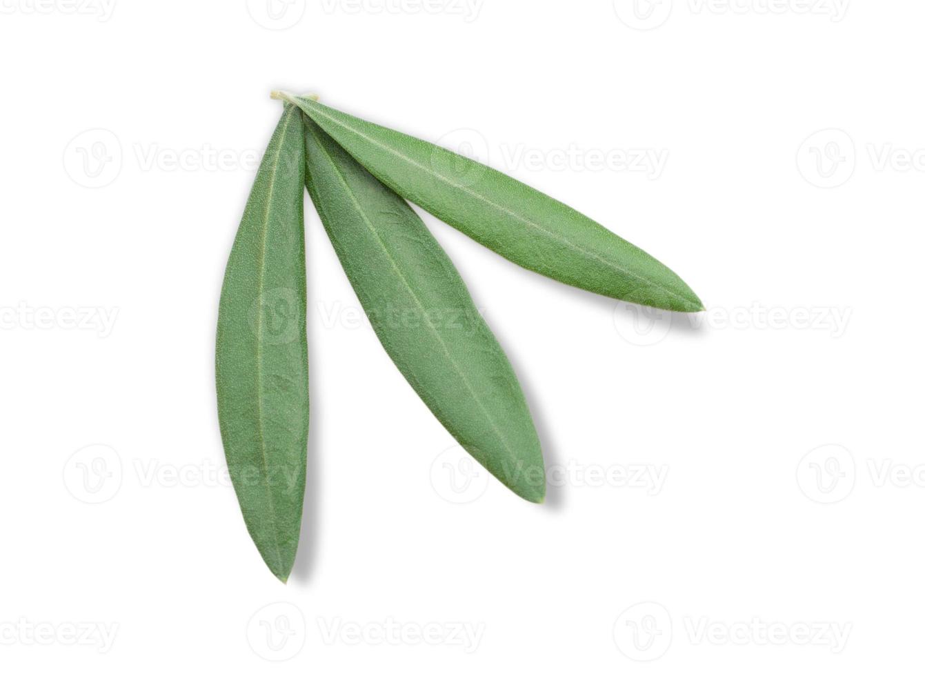 hojas de rama de olivo frescas aisladas sobre fondo blanco foto