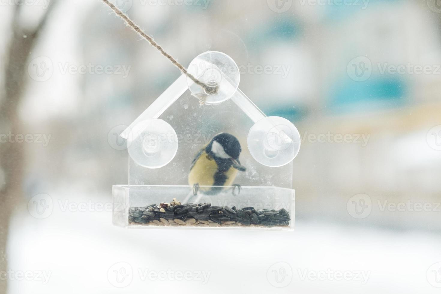 a tit sits and eats seeds from a transparent feeder on the window photo