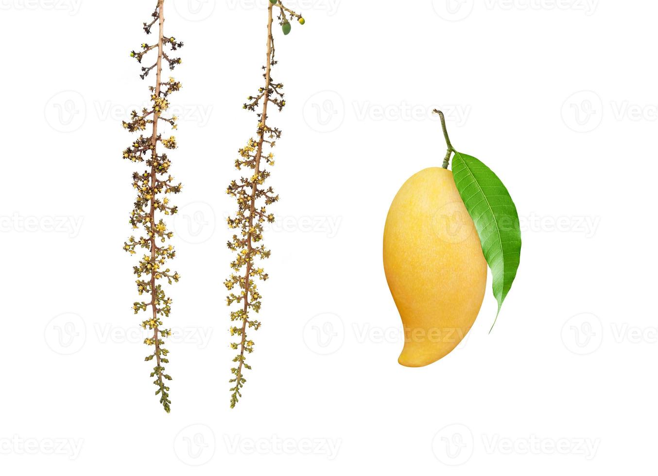 Mango blossom with mango fruit isolated on white background photo