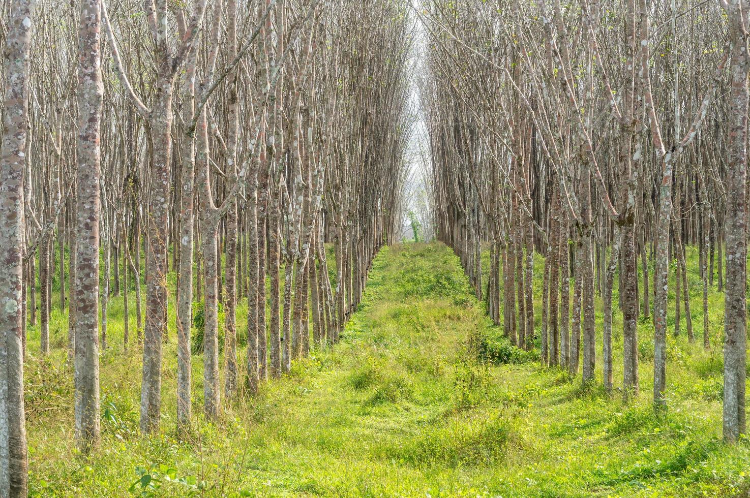 árboles de caucho en crecimiento en plantaciones de caucho con muy pocas hojas en la temporada de verano en Tailandia interior tomadas en un diseño de fondo de patrón con pasarela entre filas o líneas, textura de fondo natural foto