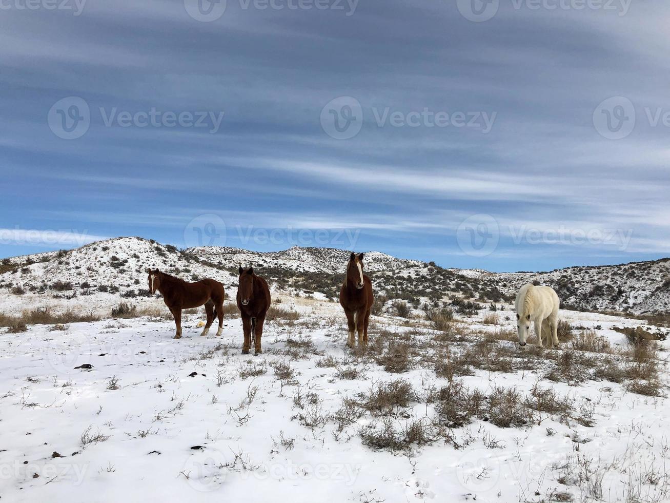 Wild horses in the winter photo