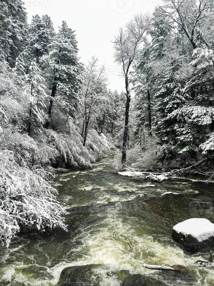 árboles de río cubiertos por la nieve del invierno foto