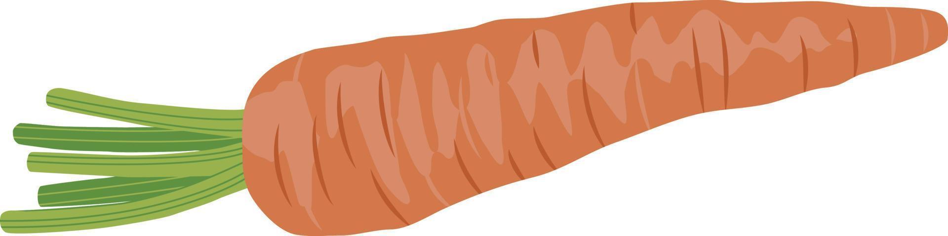Carrot vector isolated