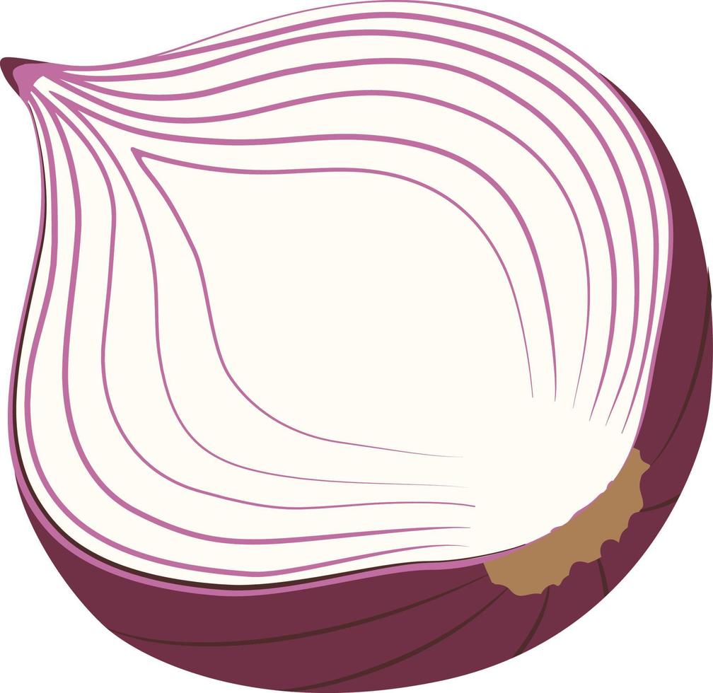 red onion sliced vector