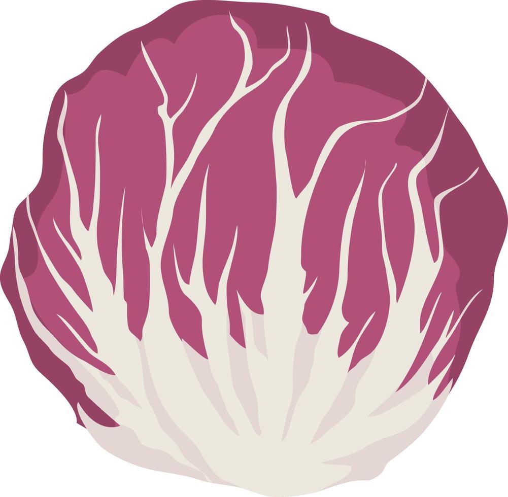 Red chicory or radicchio vector