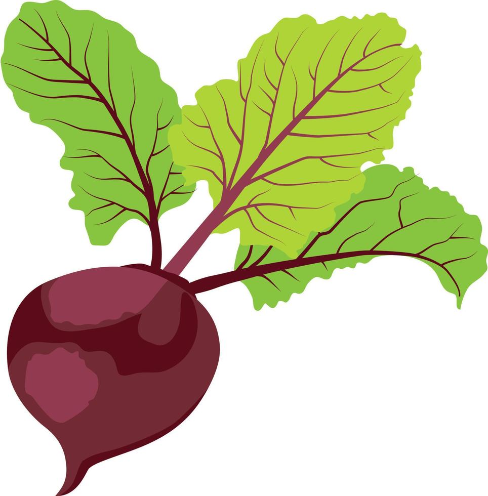 Organic sweet beetroot vector