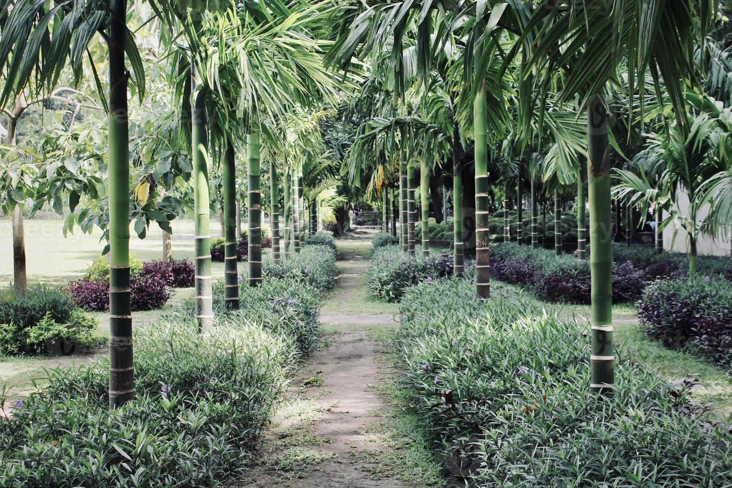 Photo of a tree lined up neatly to form a straight line.