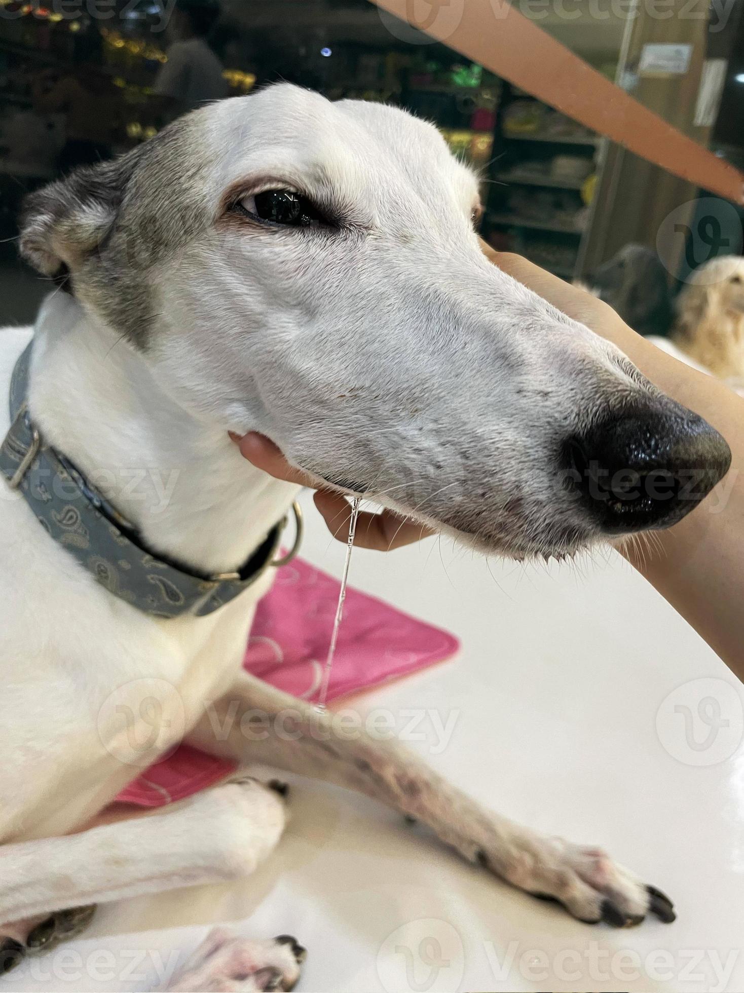 Dog has a drops saliva uncontrollably from the mouth. dog panting in a