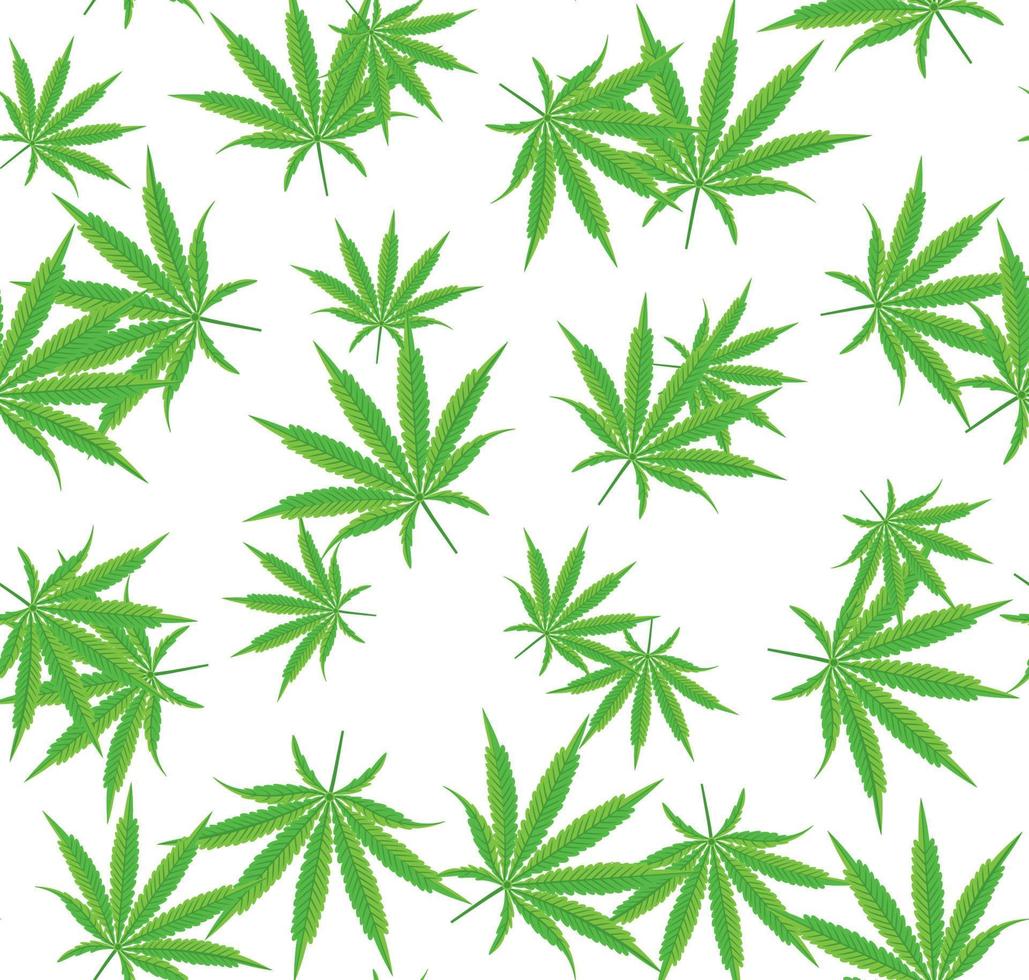 patrón sin costuras de cannabis o marihuana con hojas aisladas en blanco. vector