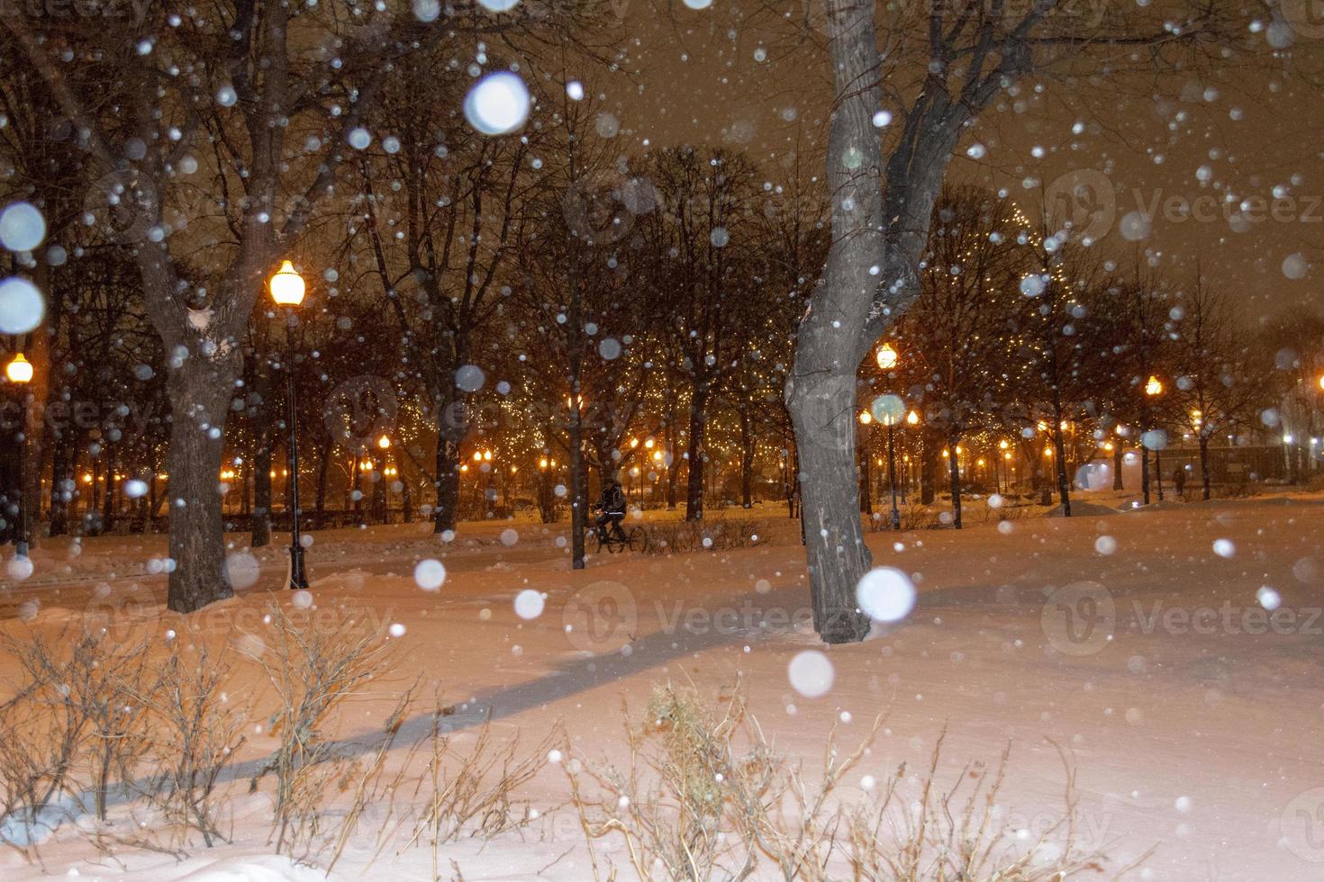 Trees Branches Covered in Snow Background photo