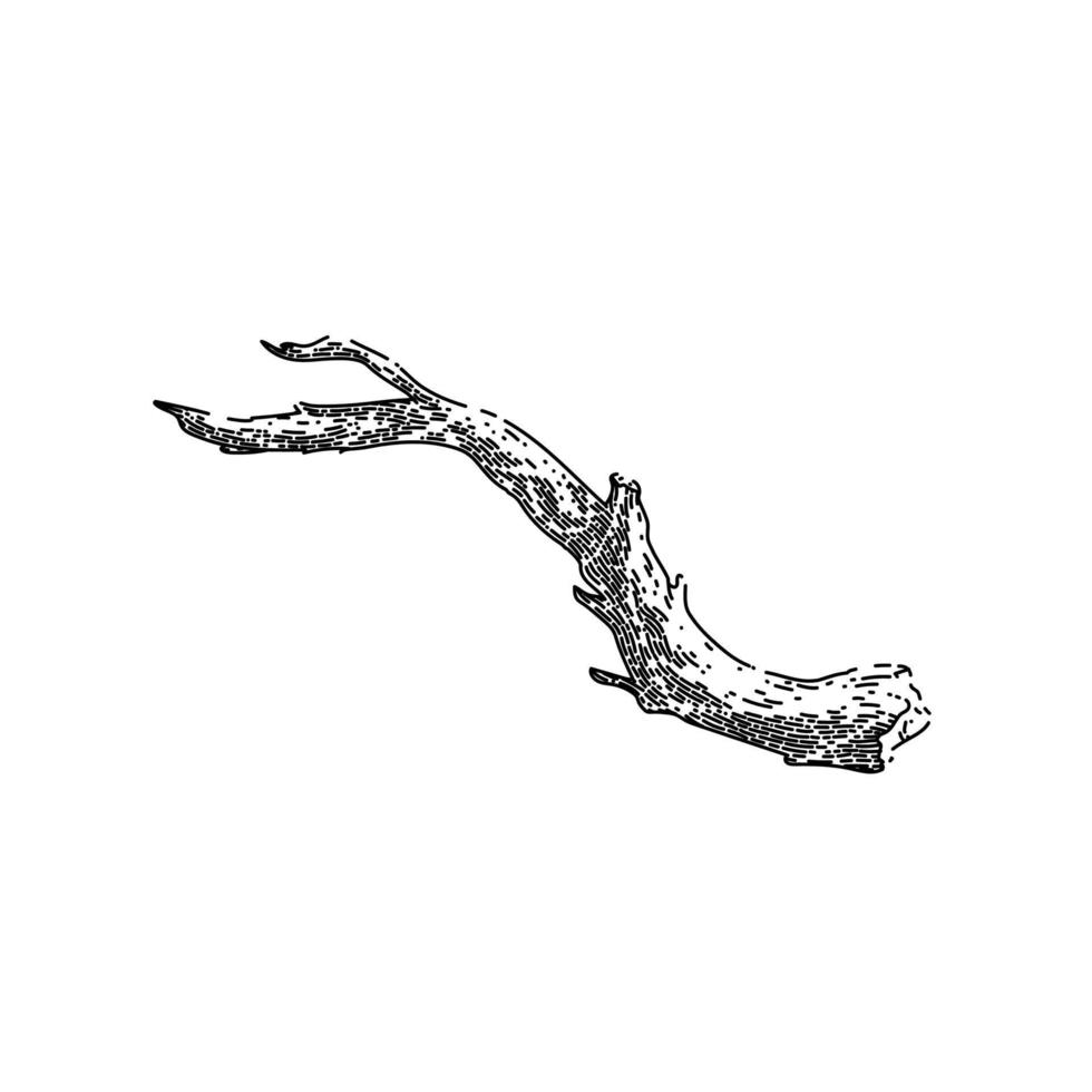 branch wood sketch hand drawn vector