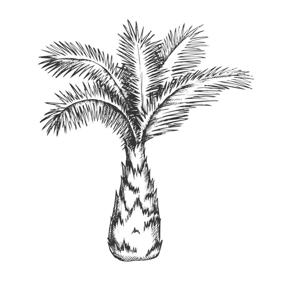 Palm Tree Sabal Minor Miami Palmetto Ink Vector