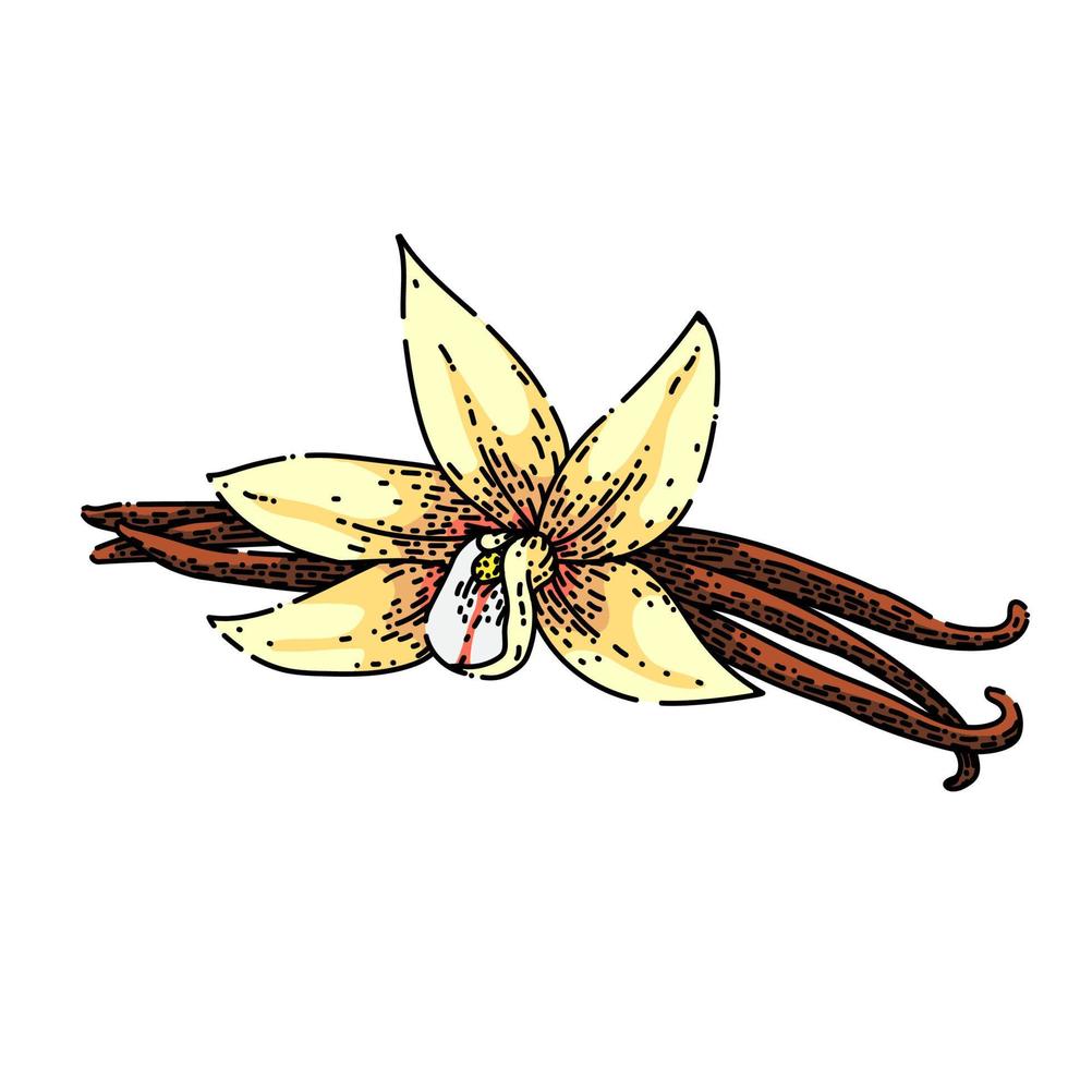 vanilla aromatic sketch hand drawn vector