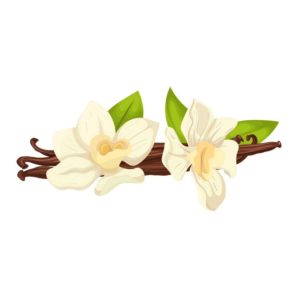 vanilla aromatic cartoon vector illustration